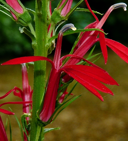 {Lobelia cardinalis<}